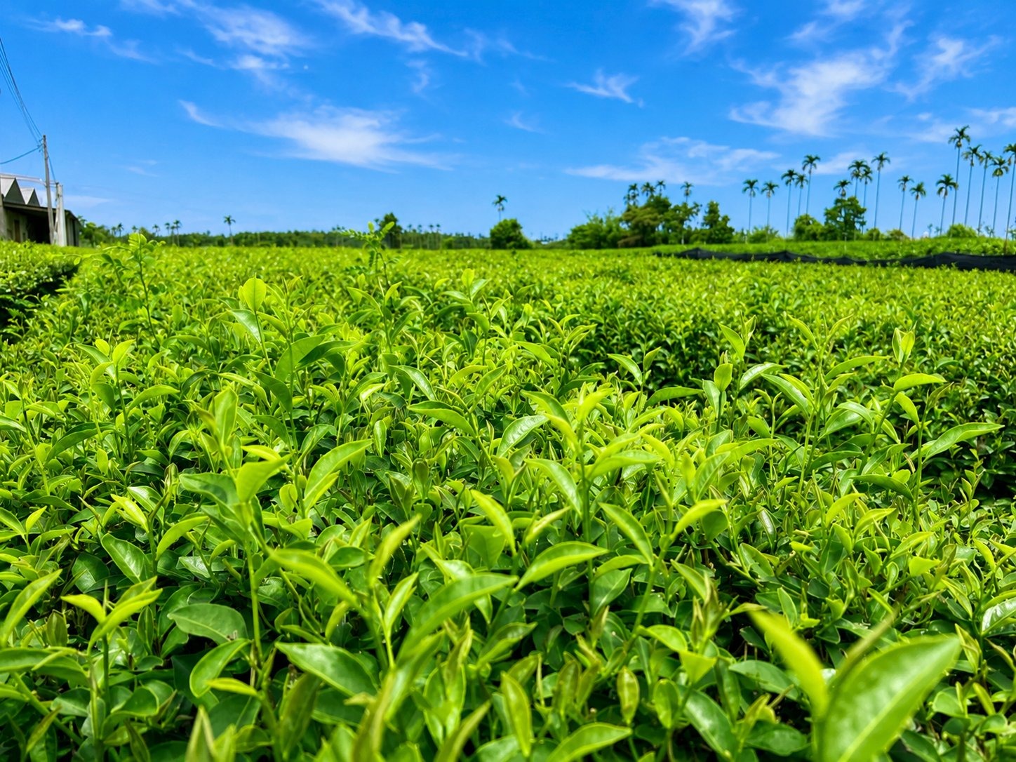 Taiwan tea leaves — Multea source