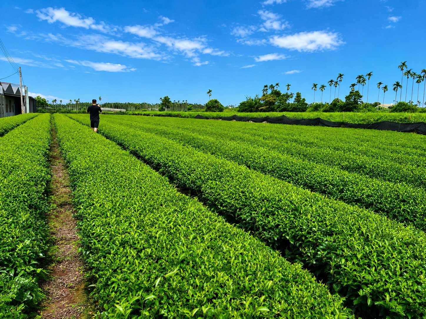Kevin walking the Taiwan tea farm rows