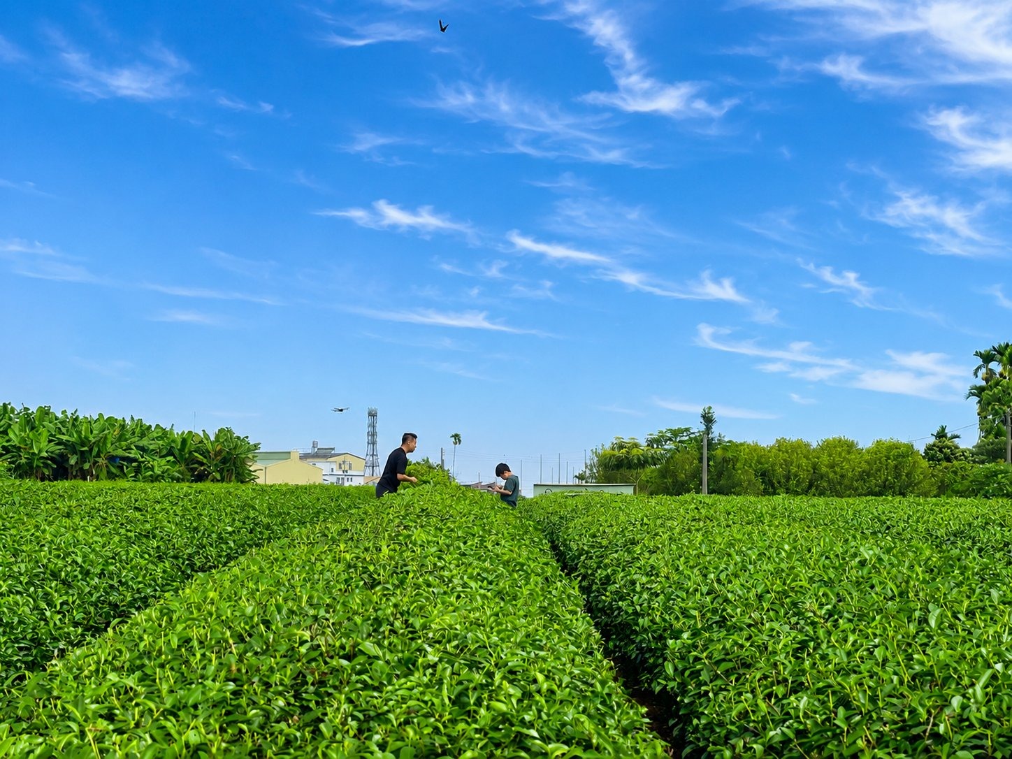 Kevin sourcing tea with Taiwan supplier